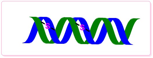 多對二硫鍵成環技術1