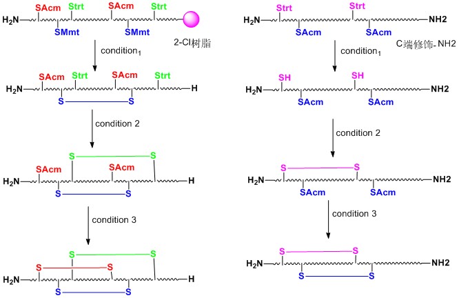 多對二硫鍵成環技術2